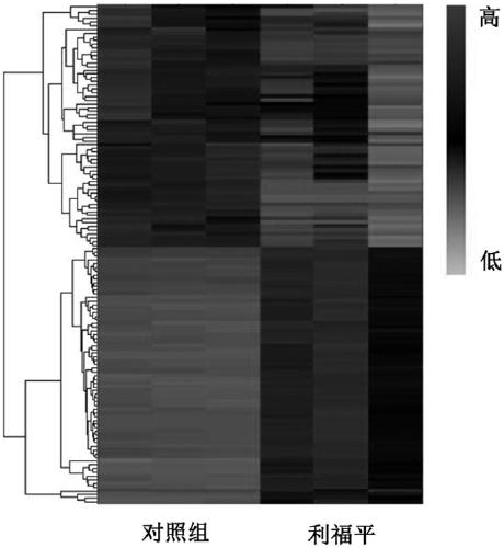 Diagnostic marker of rifampicin resistance of mycobacterium tuberculosis and application thereof