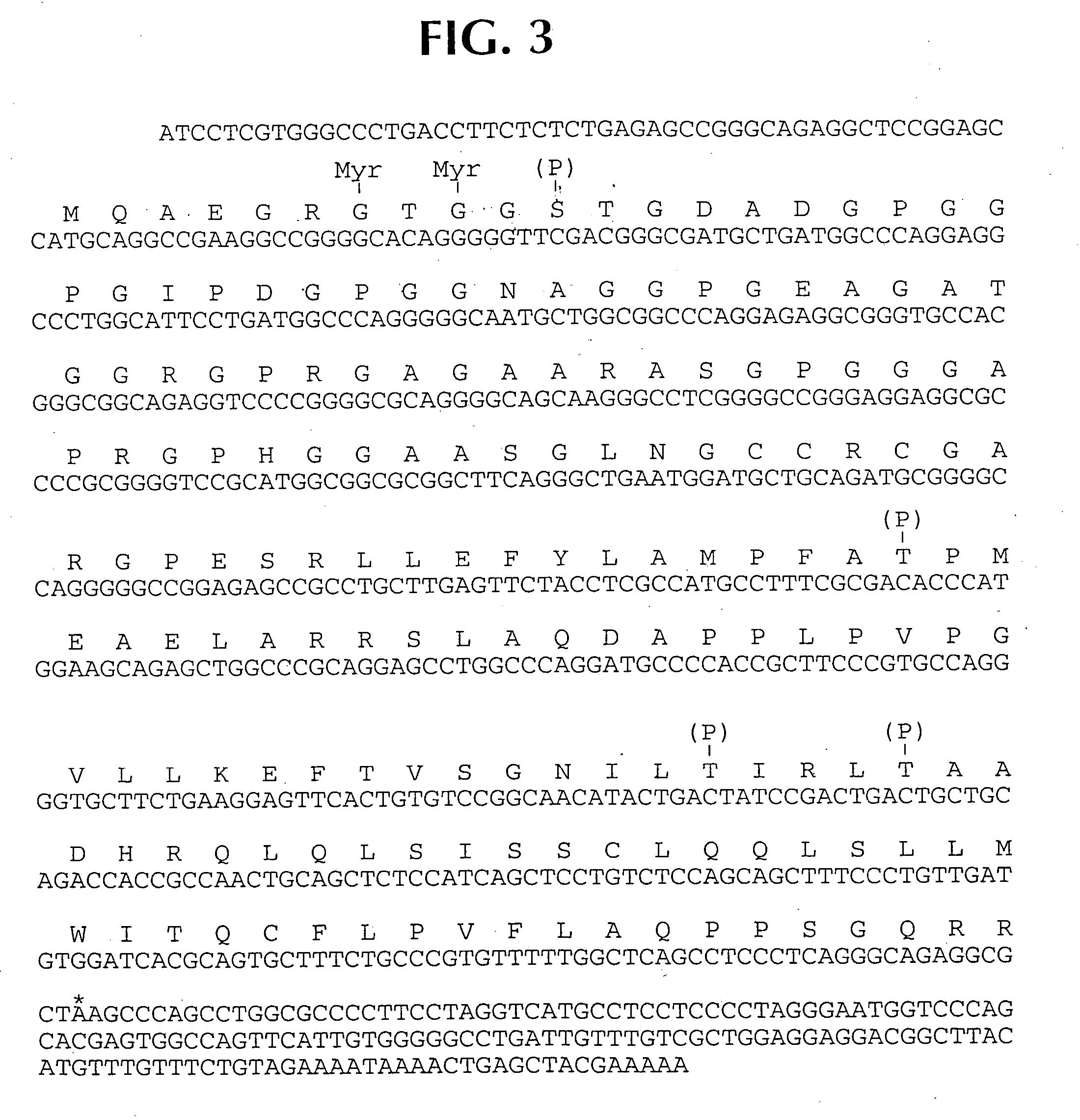 Isolated peptides which bind to MHC class II molecules, and uses thereof