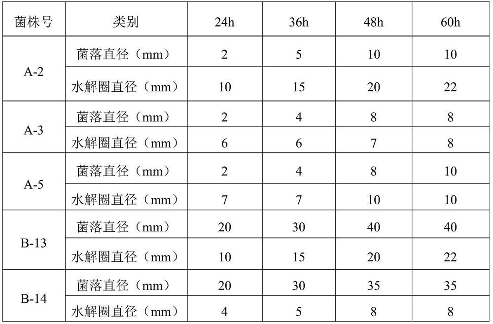 Compound bacterial agent and its application