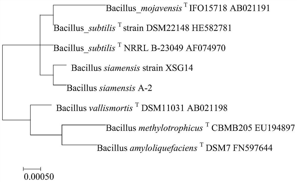 Compound bacterial agent and its application