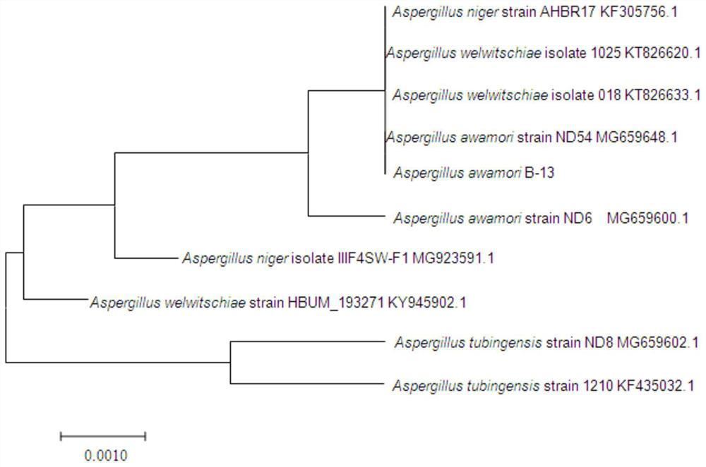 Compound bacterial agent and its application