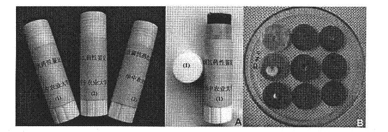 Detection kit for Sclerotinia sclerotiorum strain drug-resistance and detection method of Sclerotinia sclerotiorum strain drug-resistance