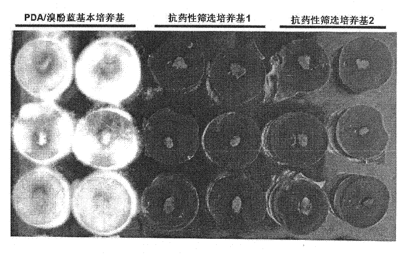 Detection kit for Sclerotinia sclerotiorum strain drug-resistance and detection method of Sclerotinia sclerotiorum strain drug-resistance