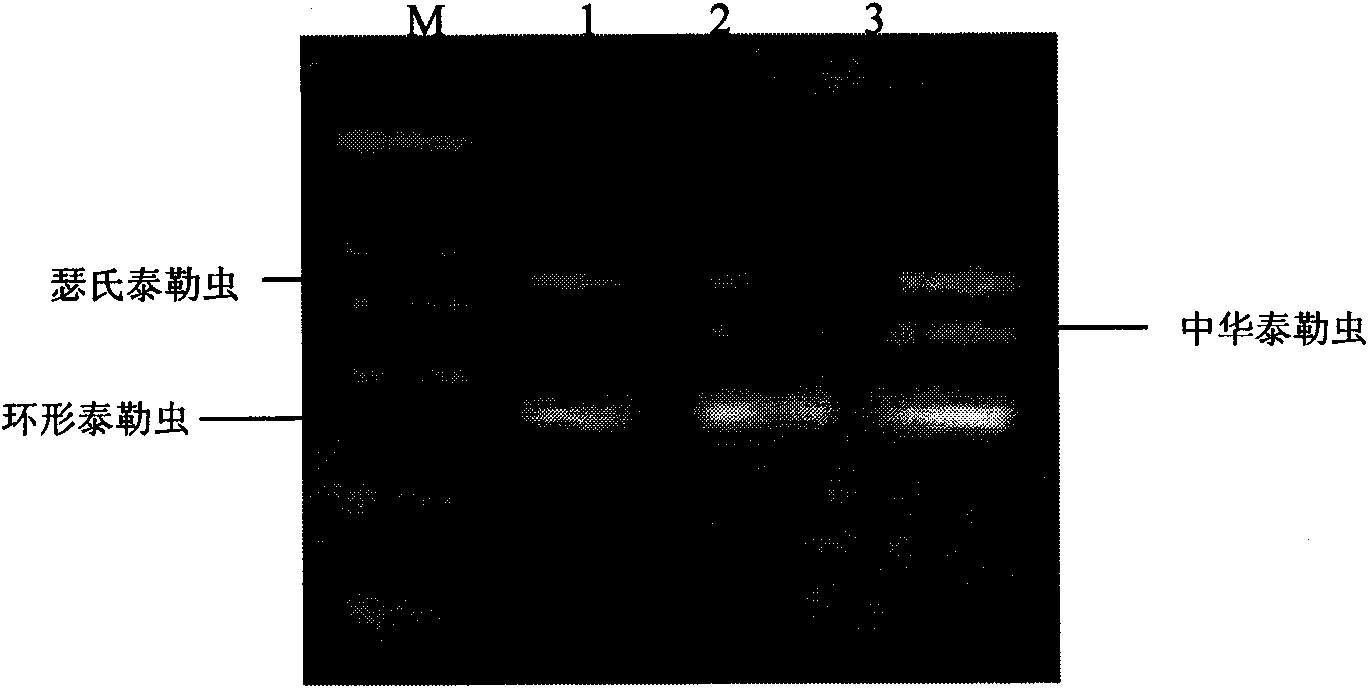 Kit for identifying and diagnosing different species of bovine theileria and method thereof