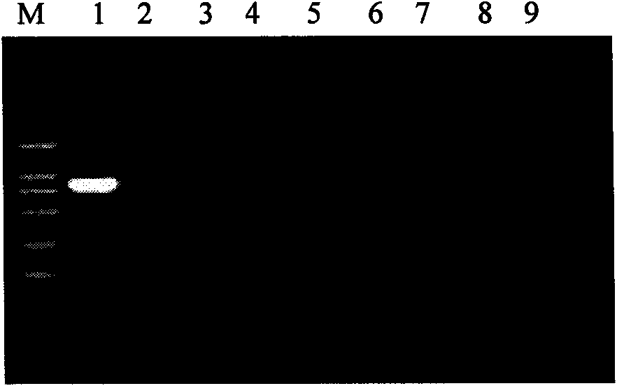 Kit for identifying and diagnosing different species of bovine theileria and method thereof