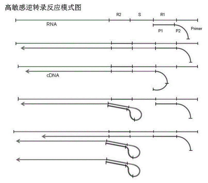 Efficient method for synthesizing cDNA from RNA through reverse transcription