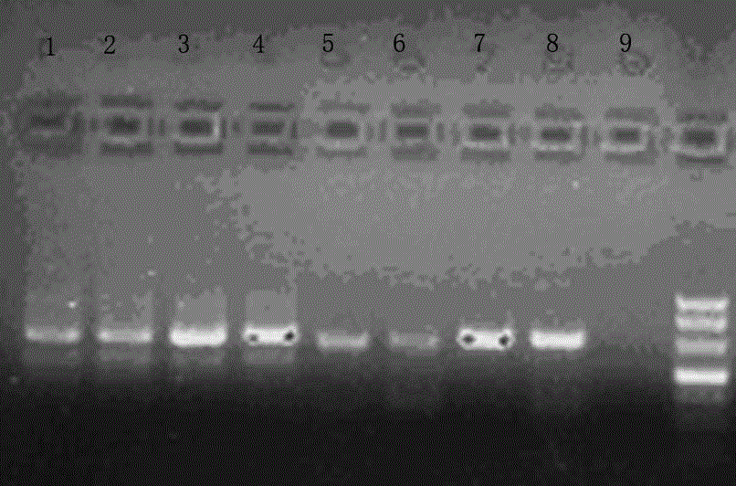 Efficient method for synthesizing cDNA from RNA through reverse transcription