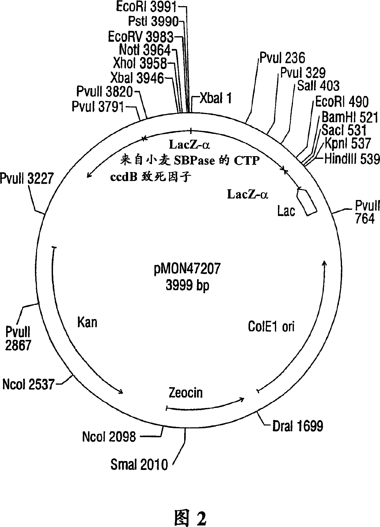 Expression of sedoheptulose 1,7-bisphosphatase in transgenic plants