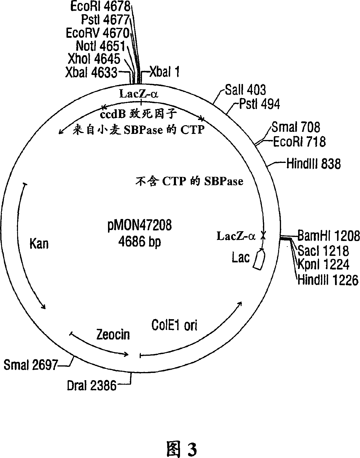 Expression of sedoheptulose 1,7-bisphosphatase in transgenic plants