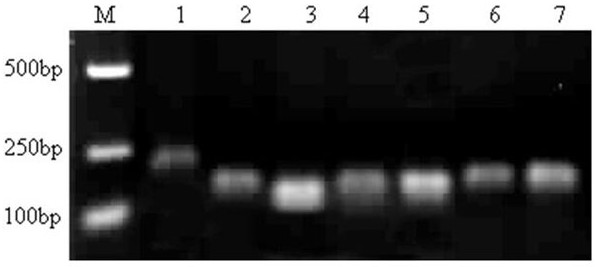 Primers for screening internal reference genes under low temperature stress in lotus mist and their application