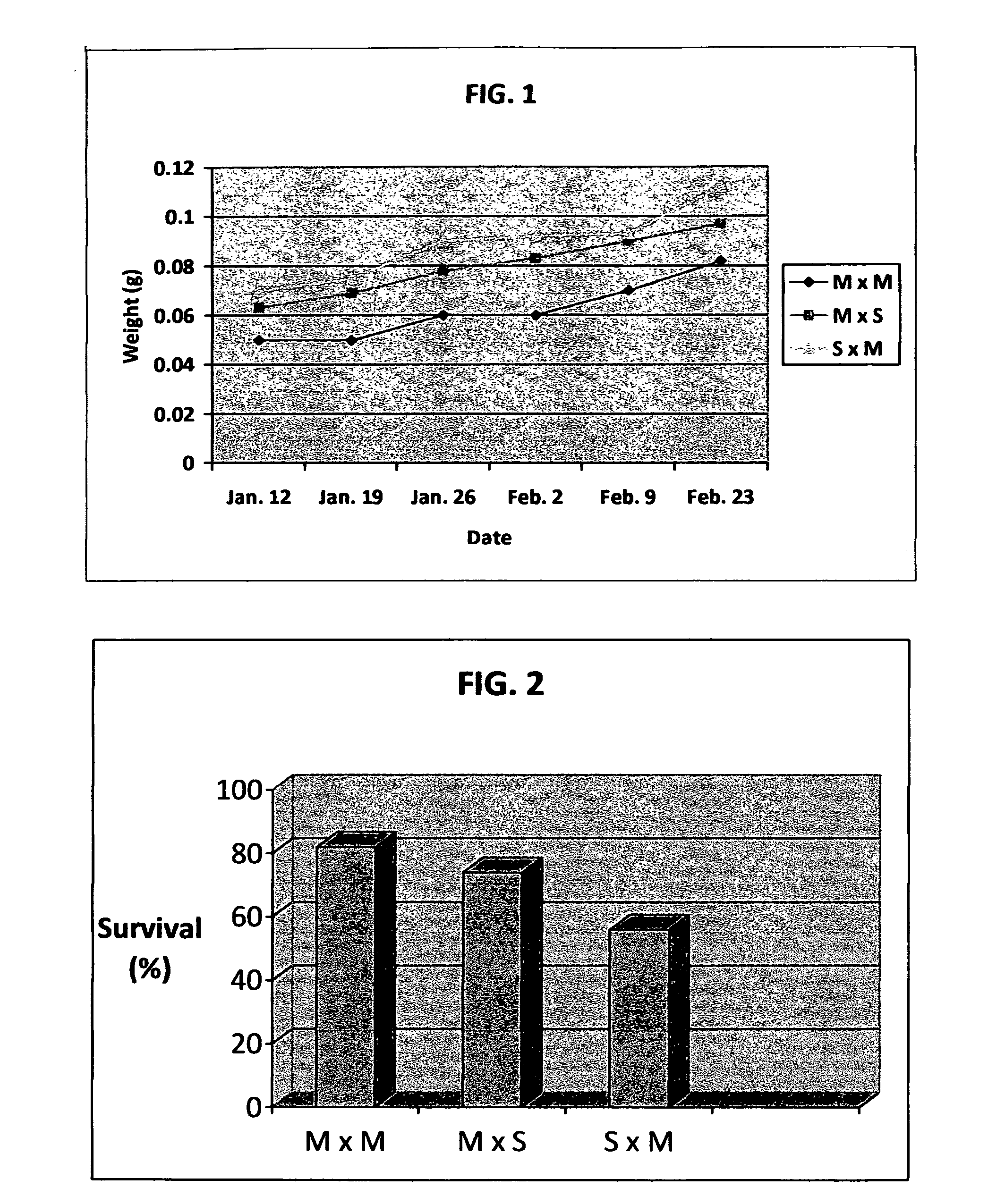 Intergeneric bivalve shellfish hybrid and method for producing