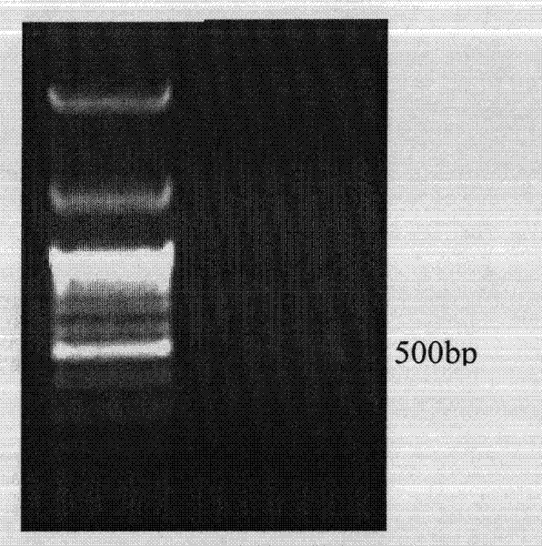 Peanut ferrous transport protein as well as encoding gene and application thereof