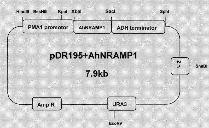 Peanut ferrous transport protein as well as encoding gene and application thereof