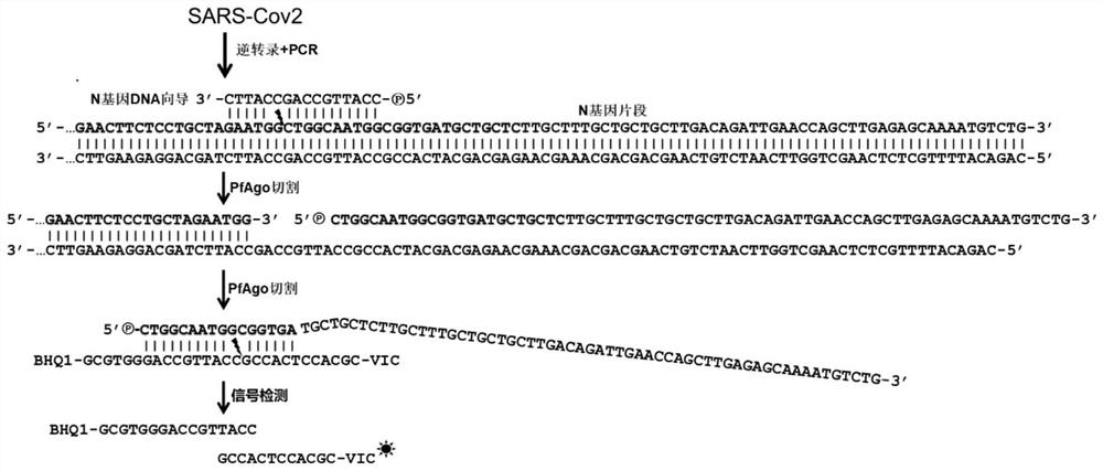 A kind of primer set, kit and application thereof for sars-cov-2 virus nucleic acid detection