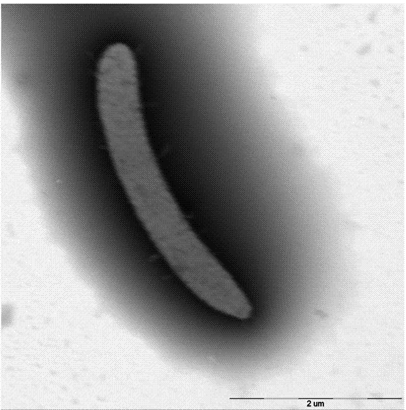 Iron reducing bacteria and application thereof