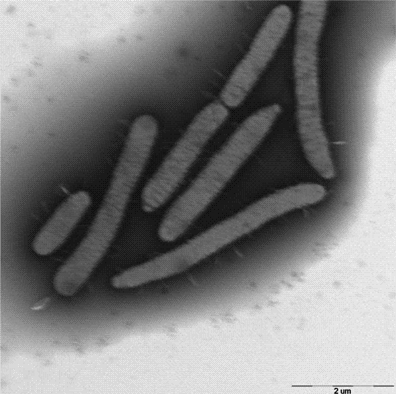 Iron reducing bacteria and application thereof