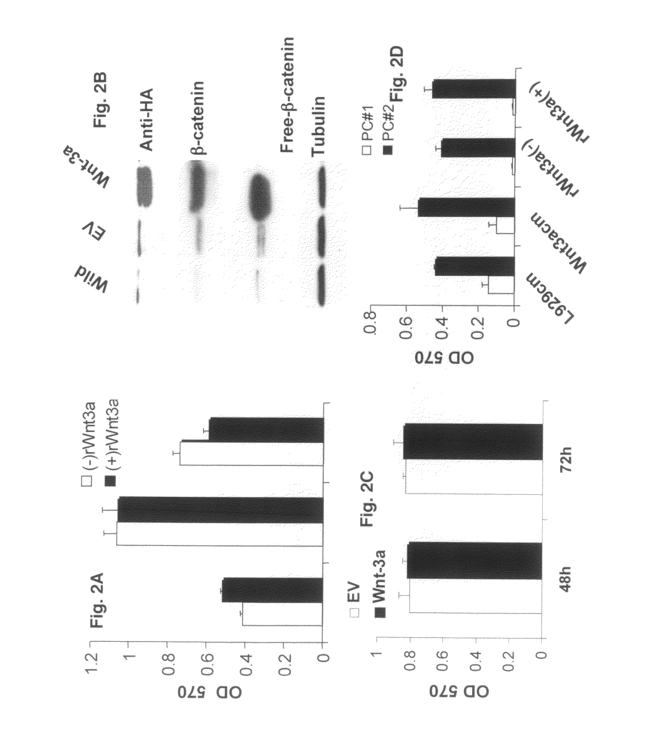 Overexpression of Wnt ligands and treatment of lytic bone diseases