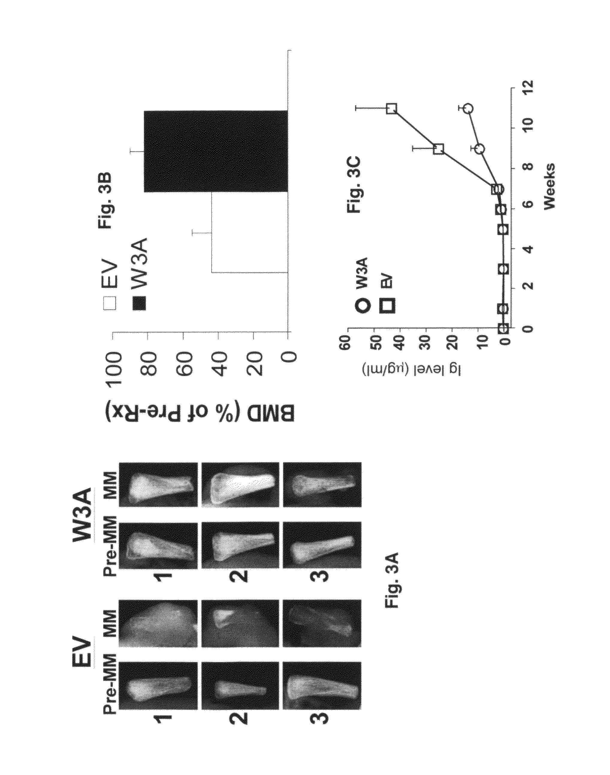 Overexpression of Wnt ligands and treatment of lytic bone diseases