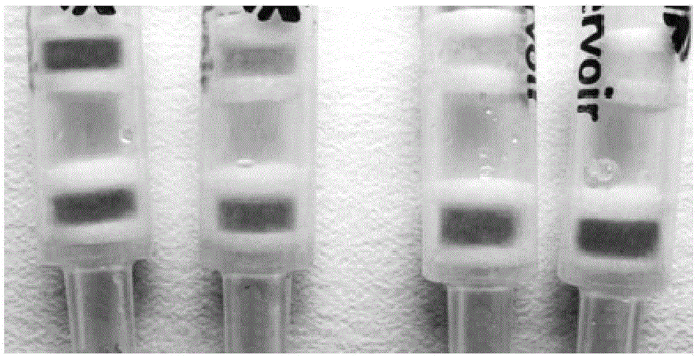 Immunoaffinity gel detection column for detecting gentamicin and preparation method thereof