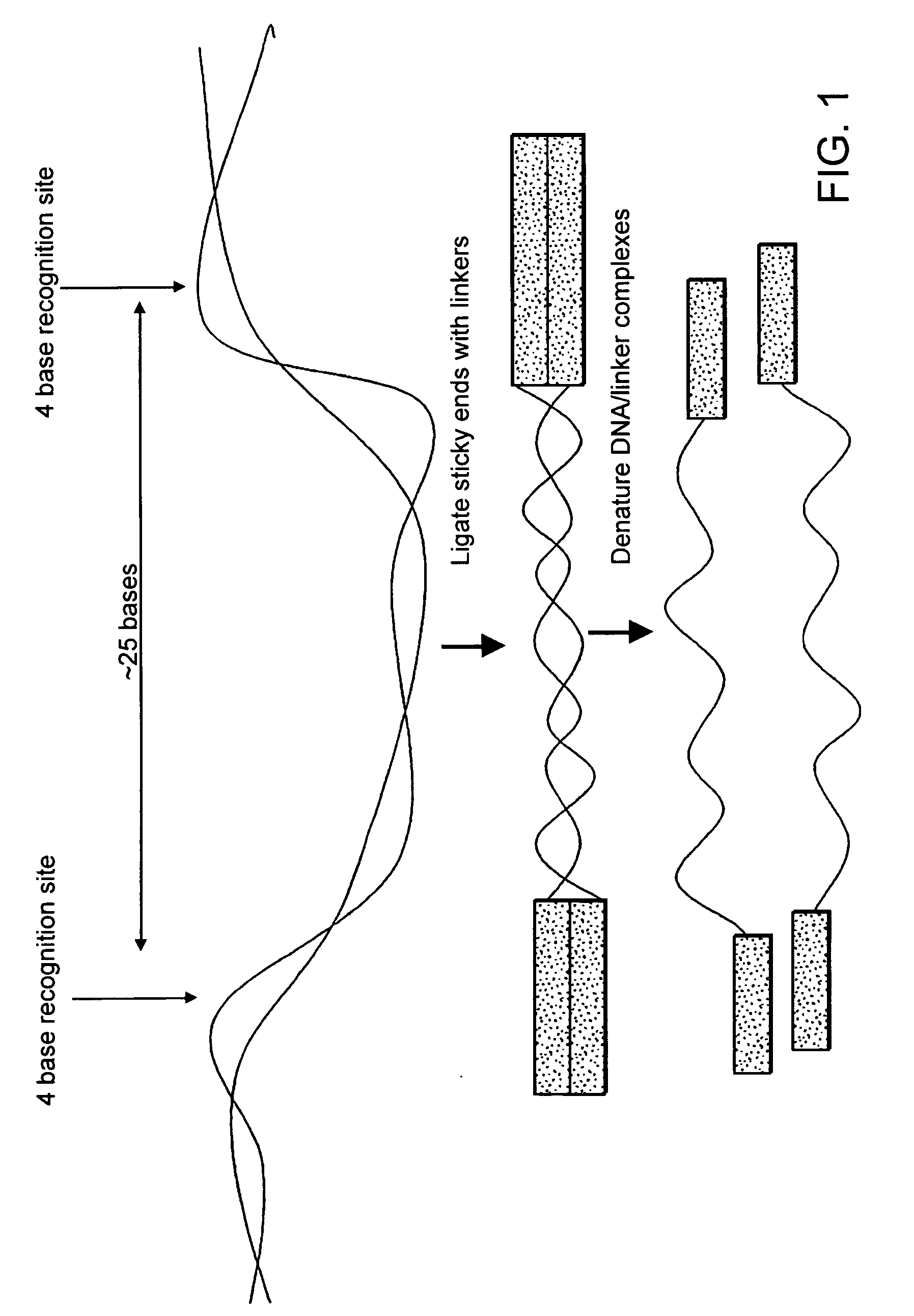 Methods for nucleic acid amplification and sequence determination