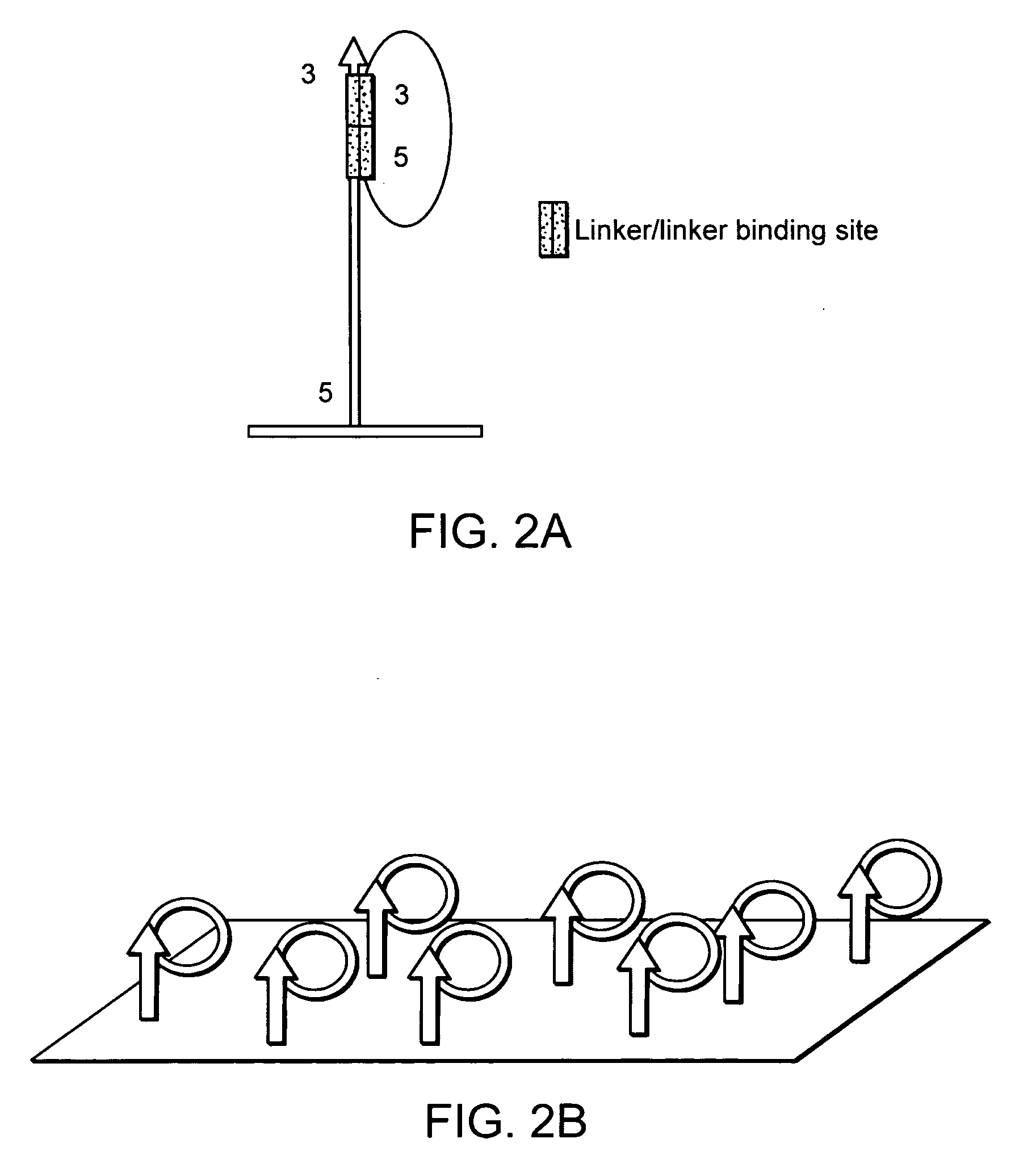 Methods for nucleic acid amplification and sequence determination