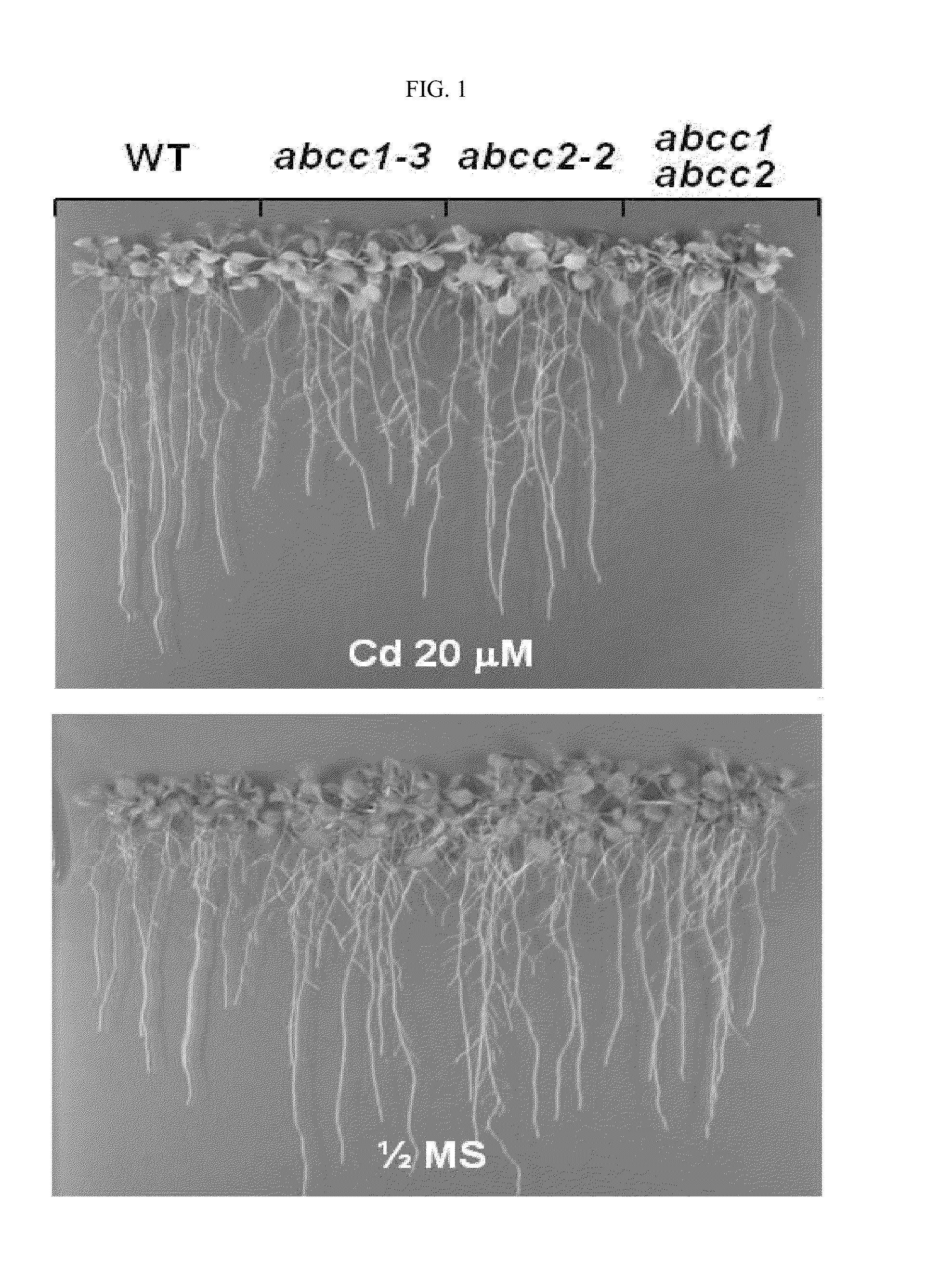 Composition for phytochelatin transport