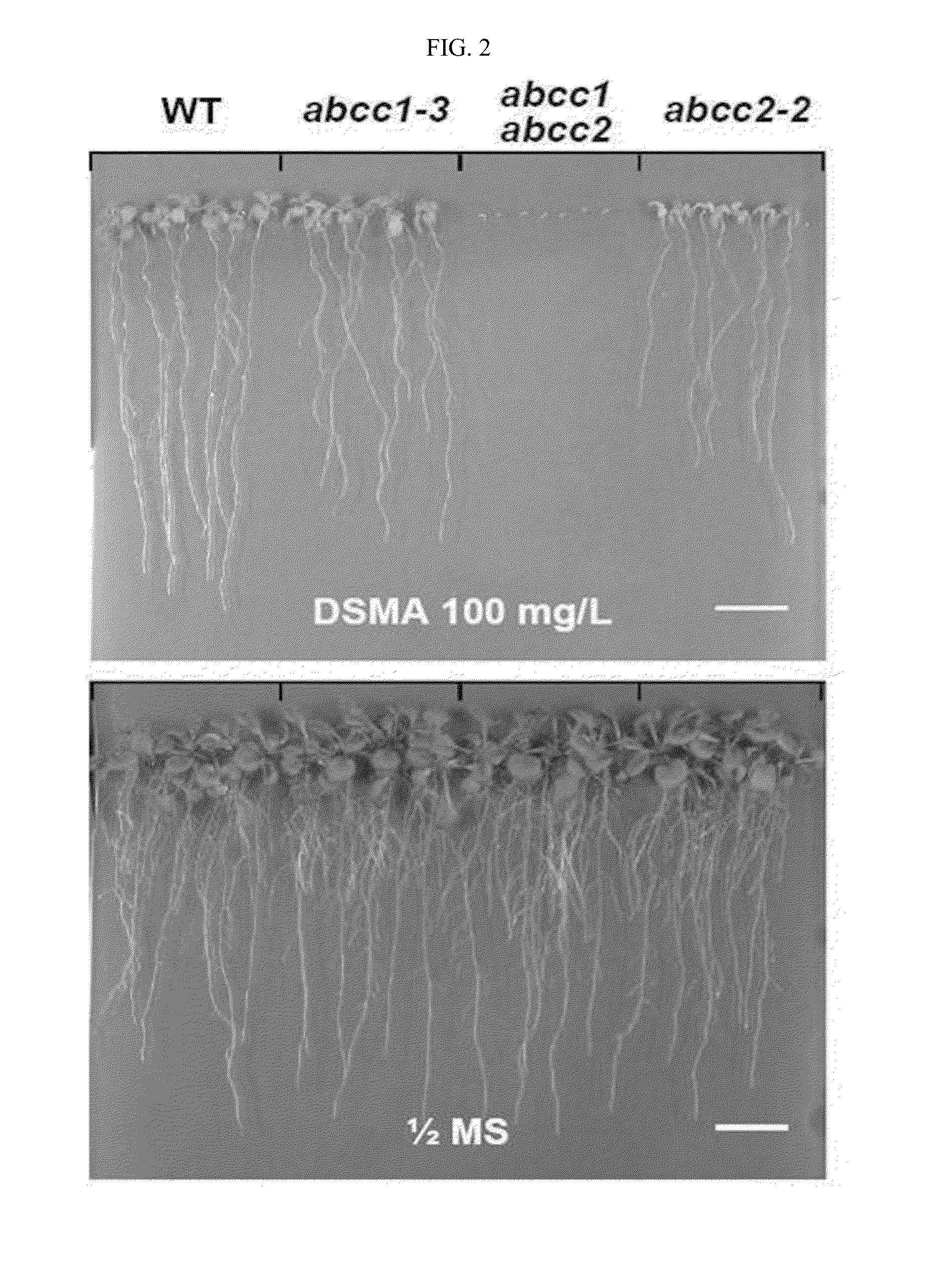 Composition for phytochelatin transport