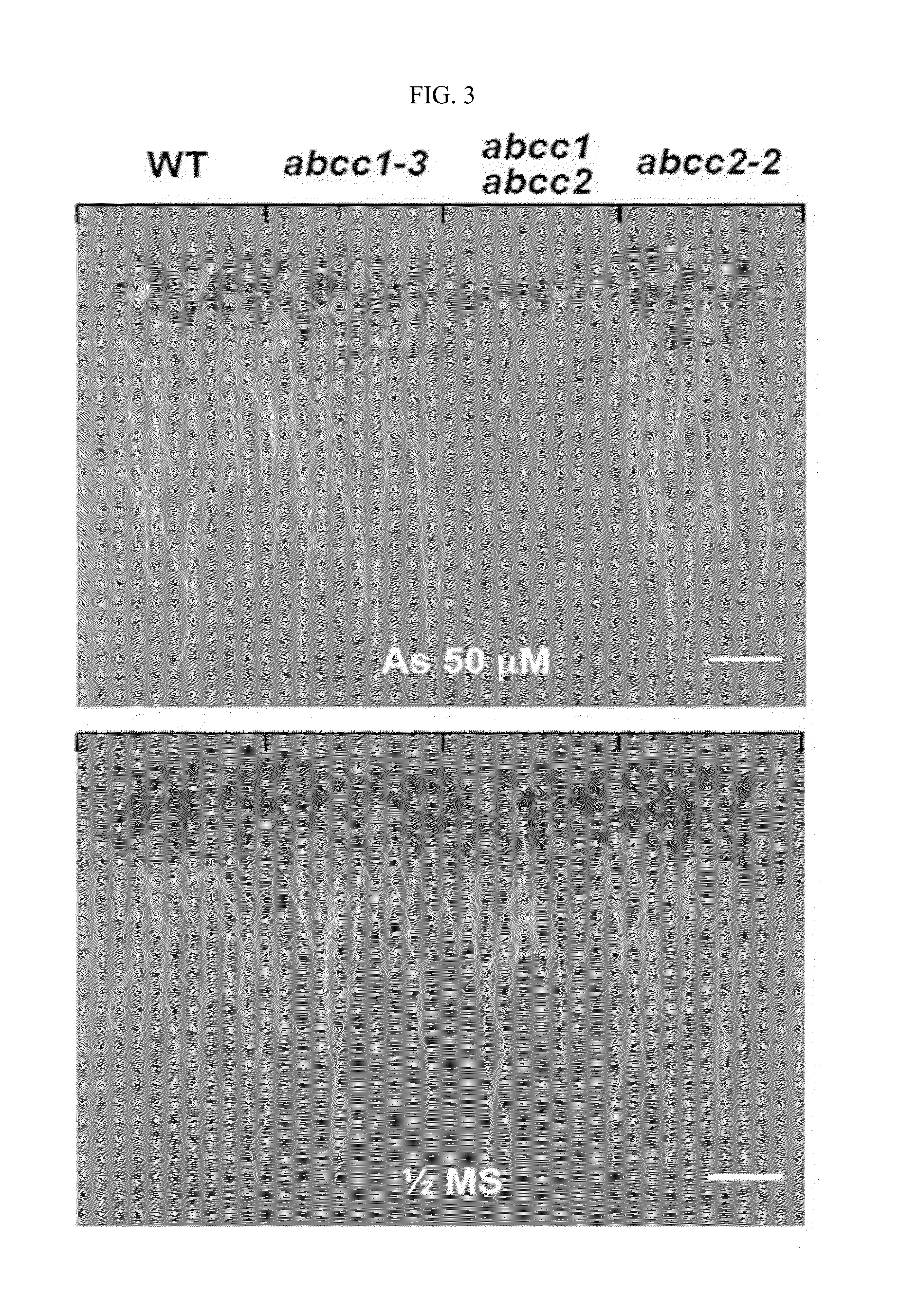 Composition for phytochelatin transport