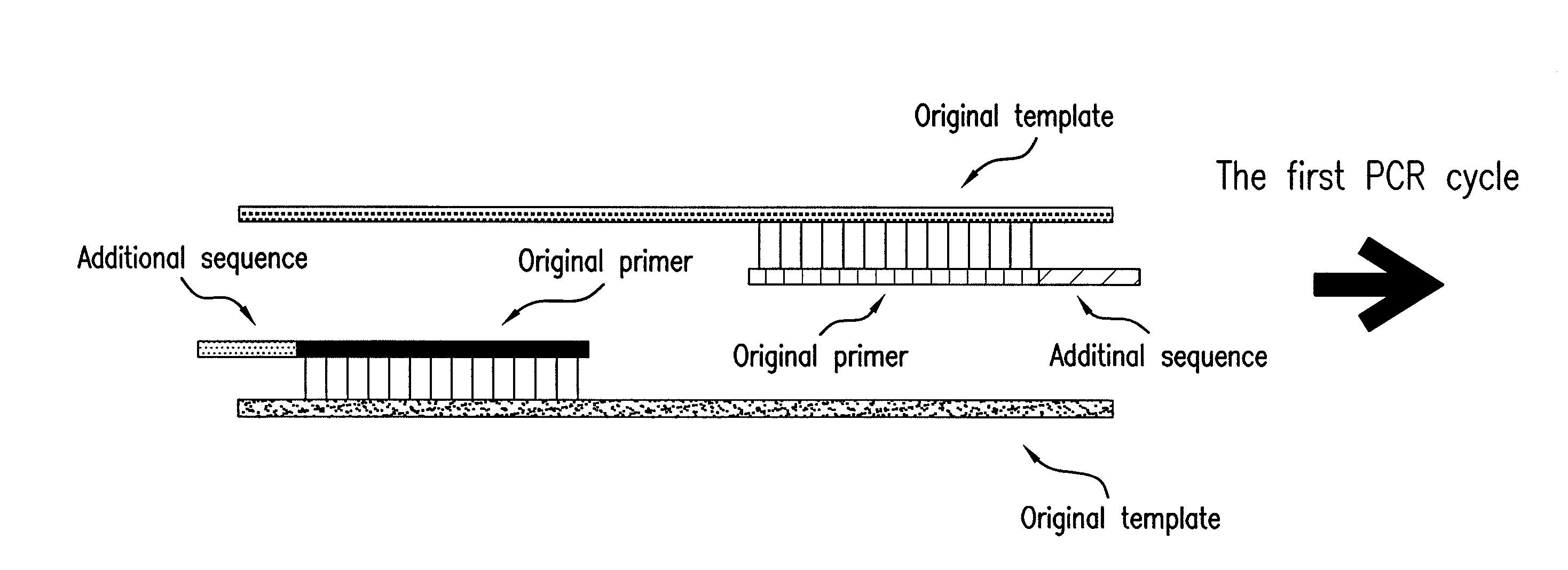 PCR primer capable of reducing non-specific amplification and PCR method using the PCR primer