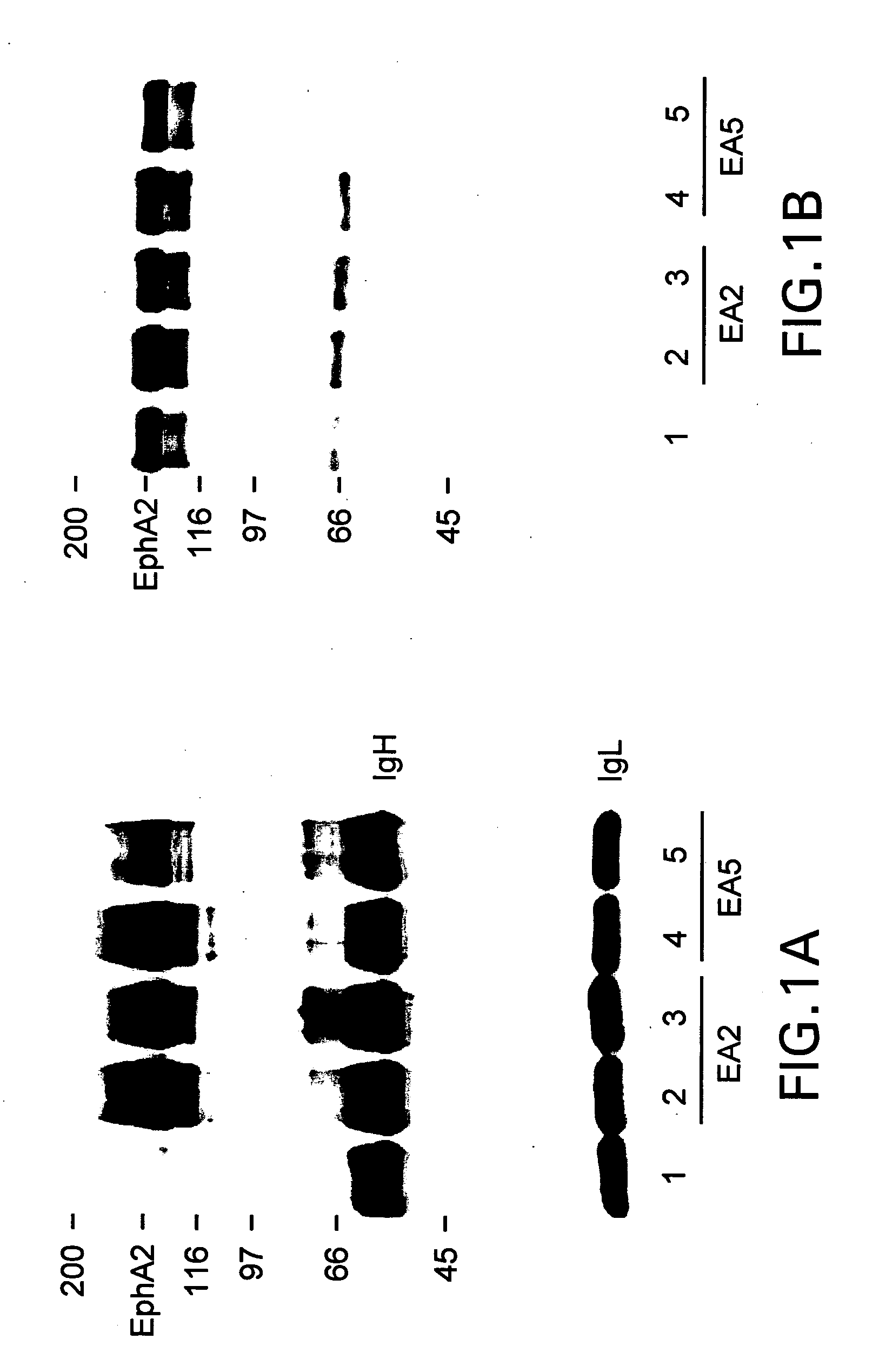 EphA2 agonistic monoclonal antibodies and methods of use thereof