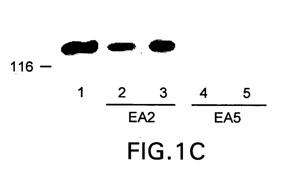 EphA2 agonistic monoclonal antibodies and methods of use thereof