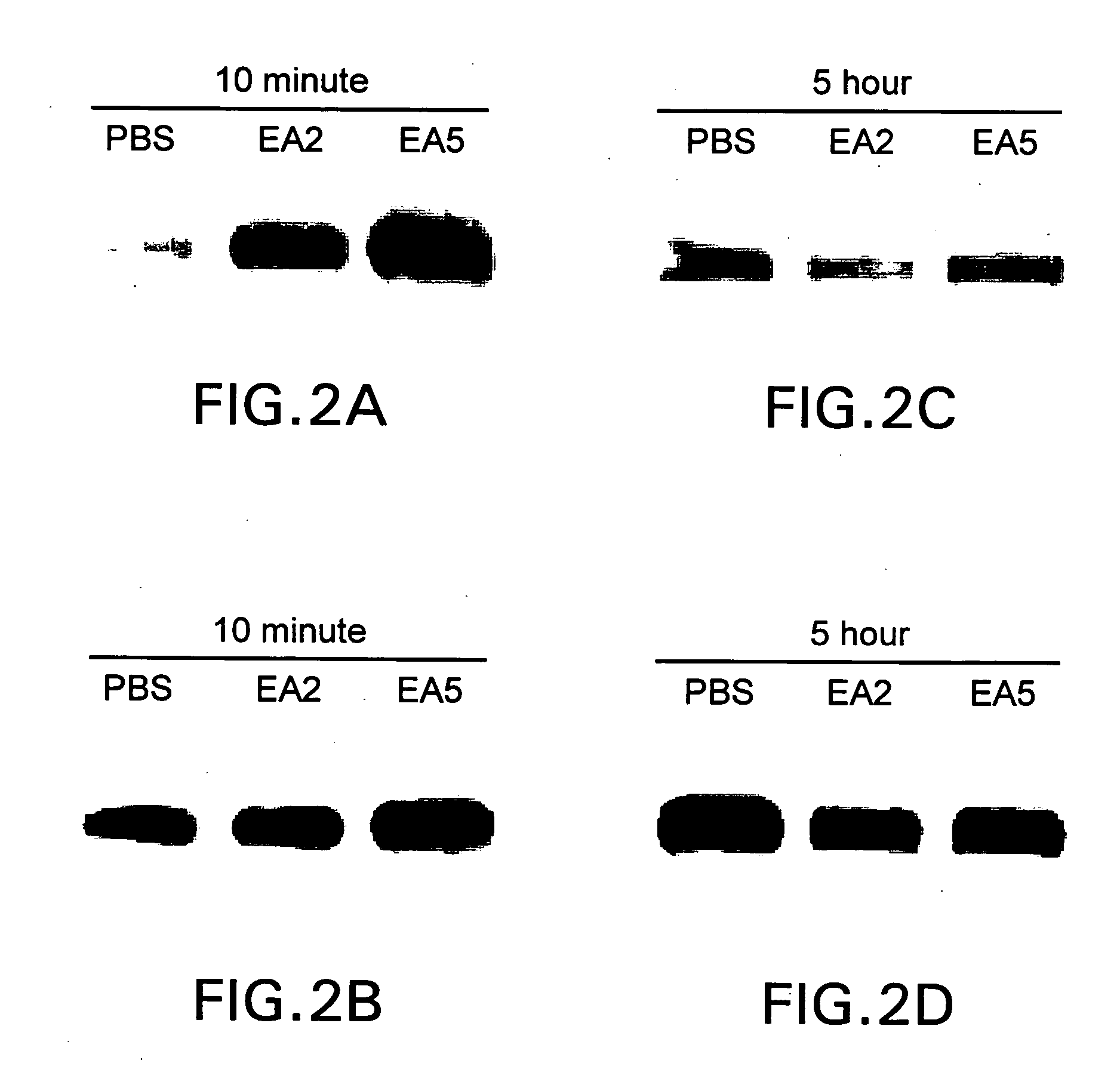 EphA2 agonistic monoclonal antibodies and methods of use thereof