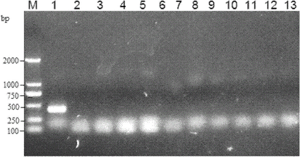 Reverse transcription-polymerase chain reaction (RT-PCR) detection method and kit for quickly diagnosing bovine parainfluenza virus 3 (BPIV-3)