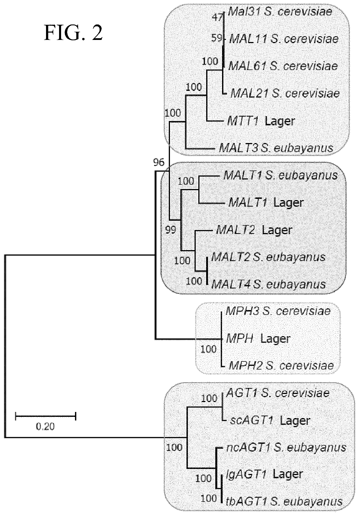 Polypeptide and yeast cell compositions and methods of using the same