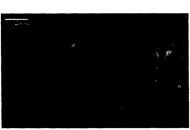 A low temperature preparing method of non lead ferroelectric film