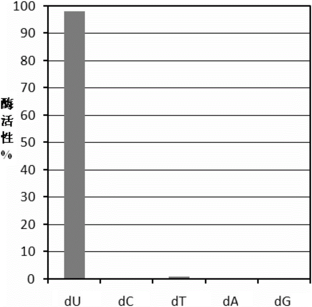 Preparation method and application of uracil DNA glycosidase