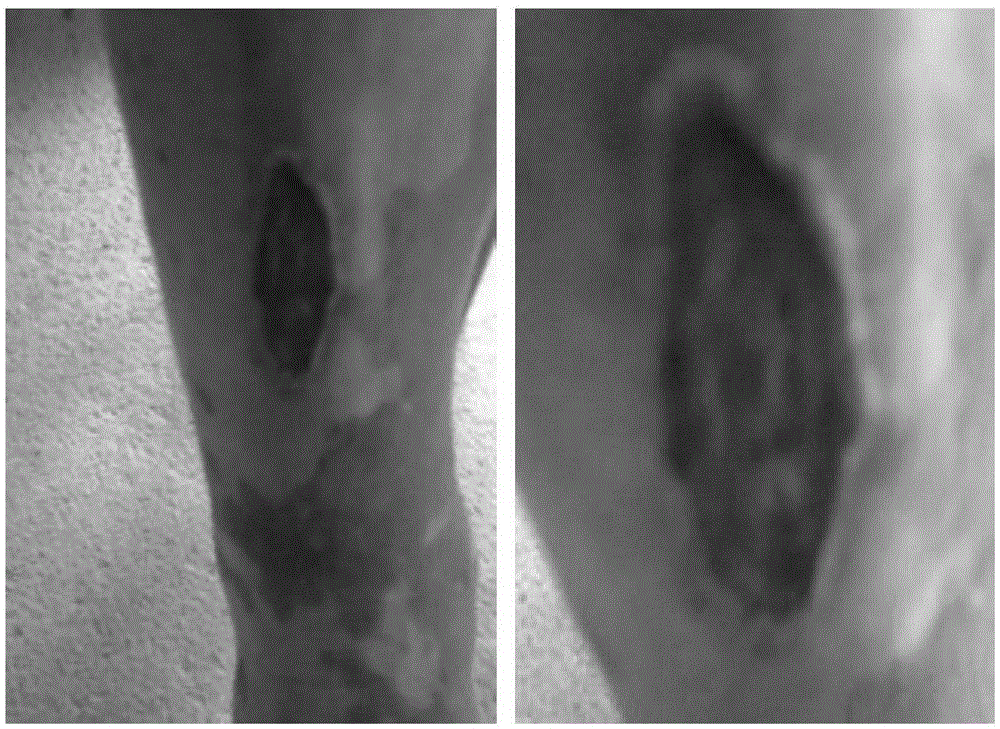 External medicine composition for treating traumata and skin and external diseases