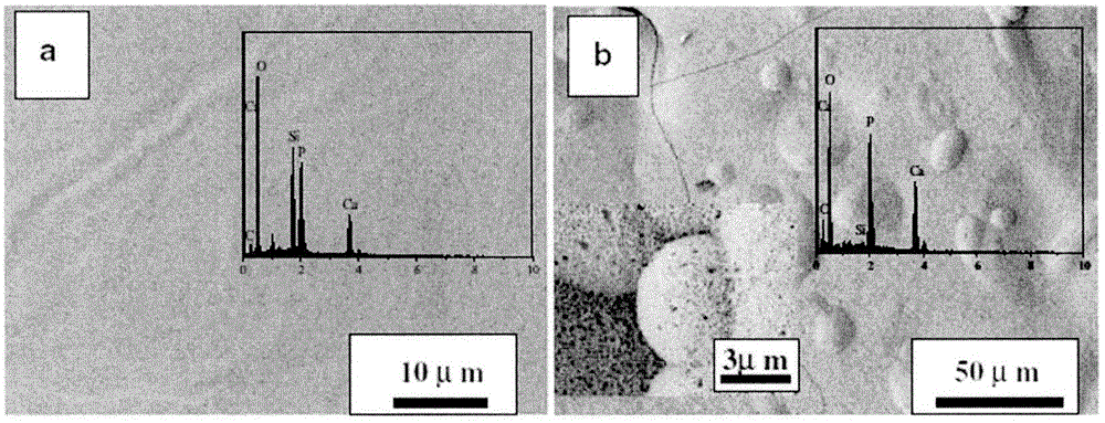 Biological activity mineral substance material and application of biological activity mineral substance material to soft tissue anabrosis and long-time erosion wound cell regeneration and melanoma restraining