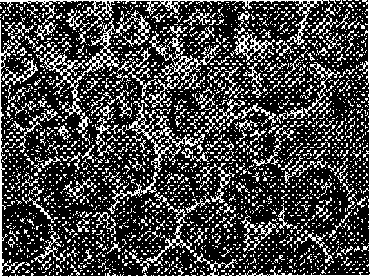 Schizochytrium sp. and method for producing DHA lipa by using same