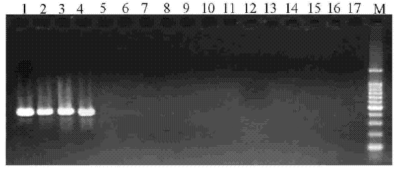 PCR detection method of Salmonella typhimurium, nucleic acid and primer pair thereof