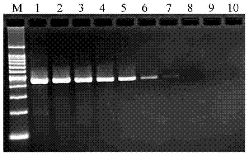 PCR detection method of Salmonella typhimurium, nucleic acid and primer pair thereof