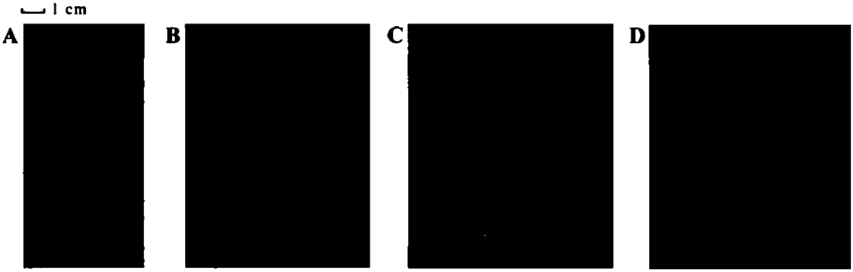 A kind of method and its culture medium for tissue culture and rapid propagation of vaccinium vaccinium