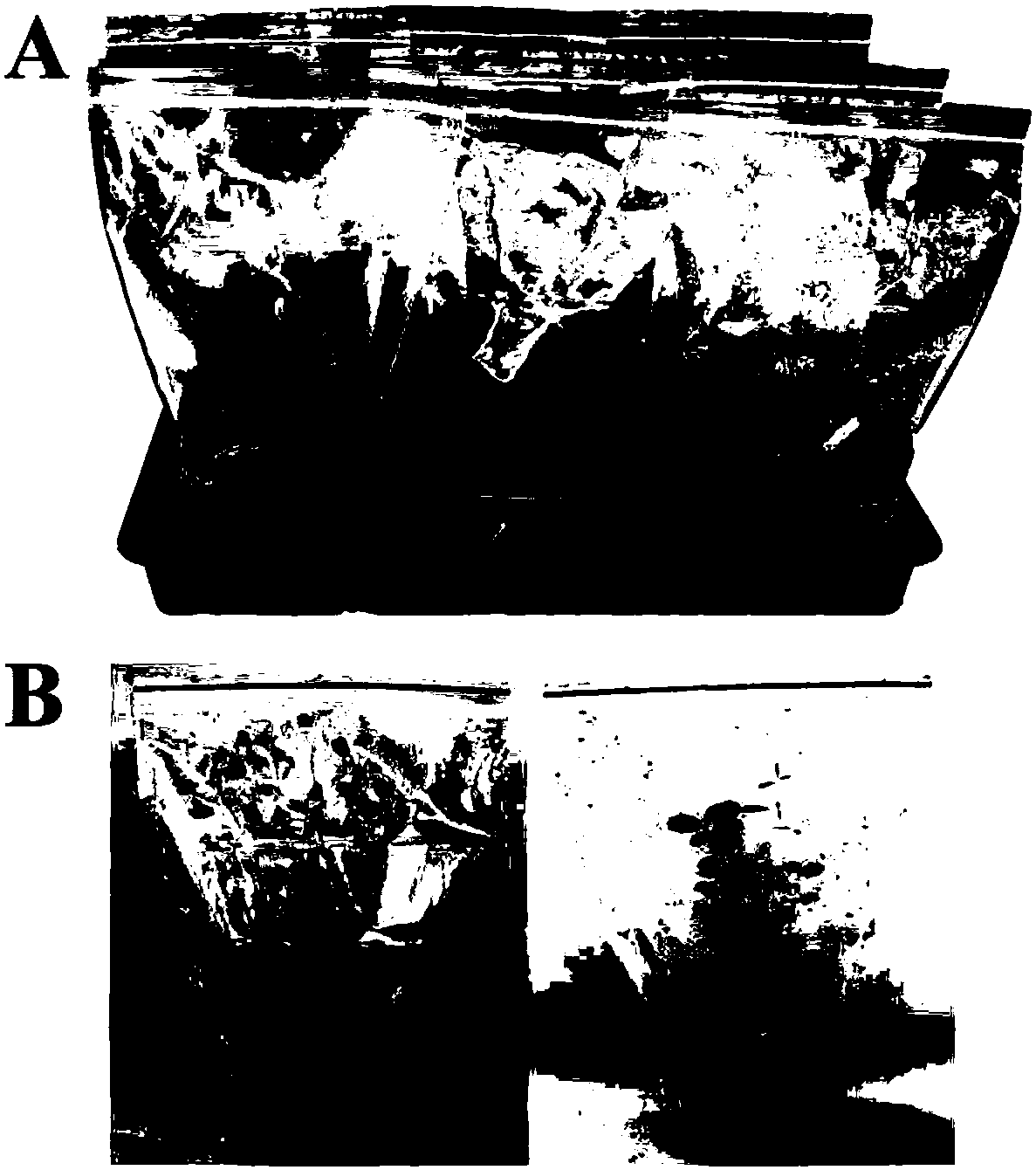 A kind of method and its culture medium for tissue culture and rapid propagation of vaccinium vaccinium