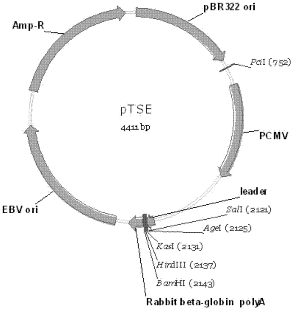 Construction and application of mammal cell high-efficiency expression vector