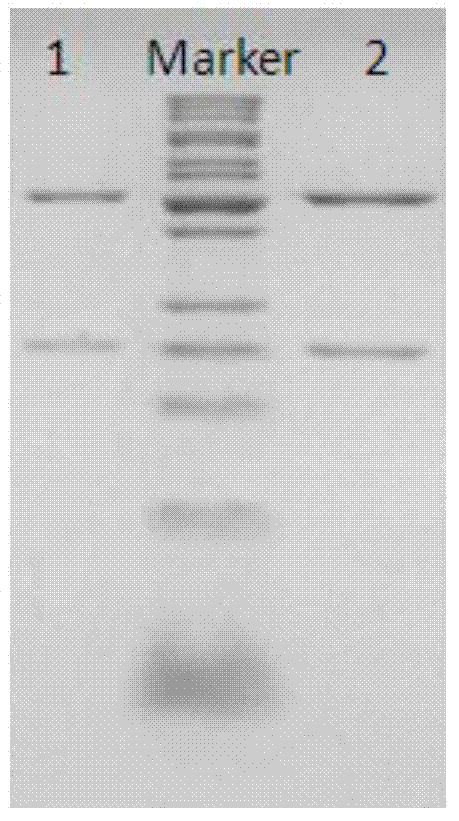 Construction and application of mammal cell high-efficiency expression vector