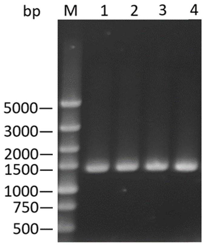 Application of ginseng glycosyl transferase in synthesis of stevioside