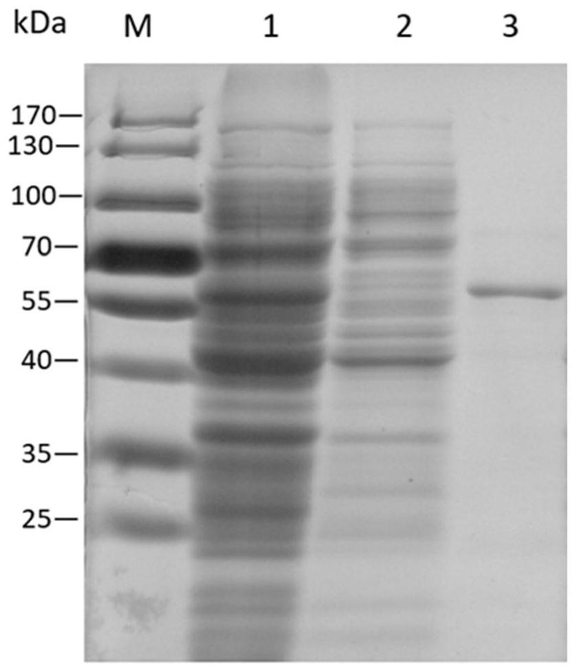 Application of ginseng glycosyl transferase in synthesis of stevioside