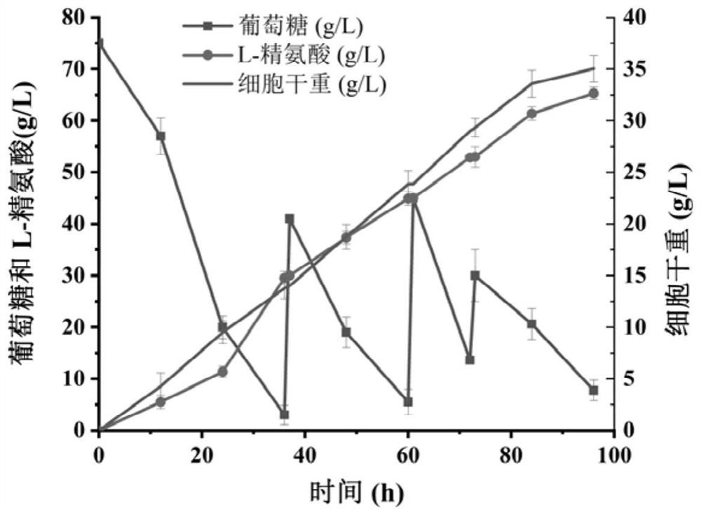 A method of using ion transporter to promote the synthesis of L-arginine by Corynebacterium bacillus