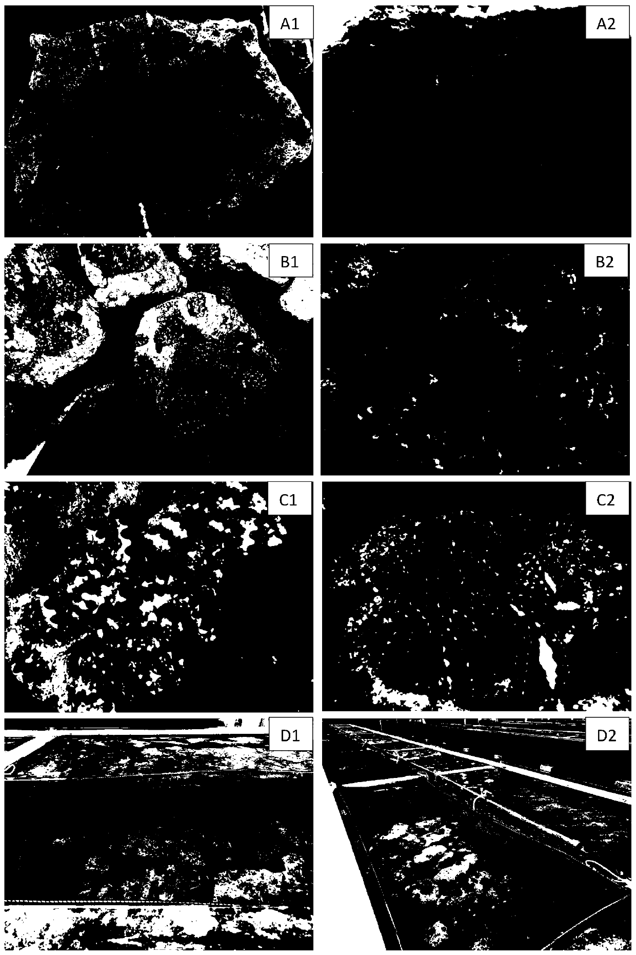 Semi-enclosed circulating water system and method of producing large-sized juveniles of giant clams on large scale through same