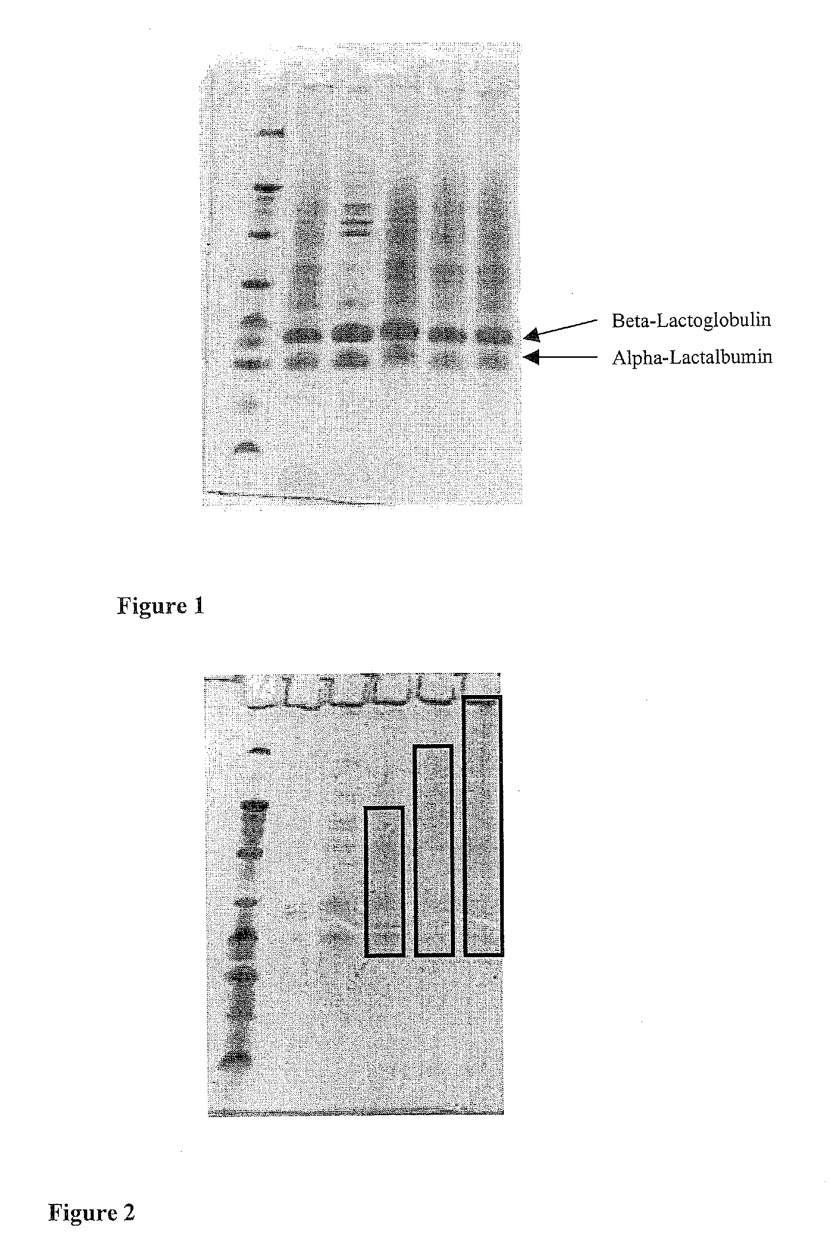 Modified protein-based, low-carbohydrate food ingredient and process for making same